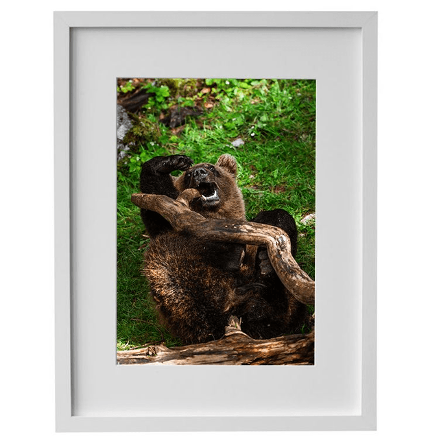 Ours 'Tanie' qui joue - Faune