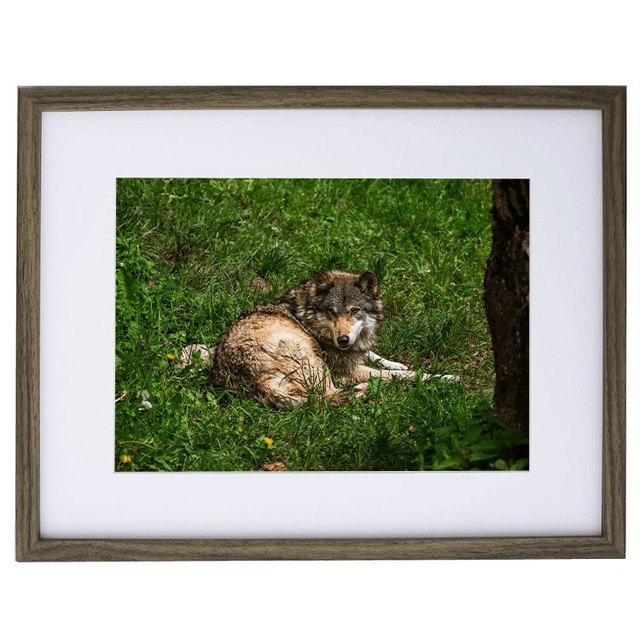 Jeune Loup 'Sky' - Faune