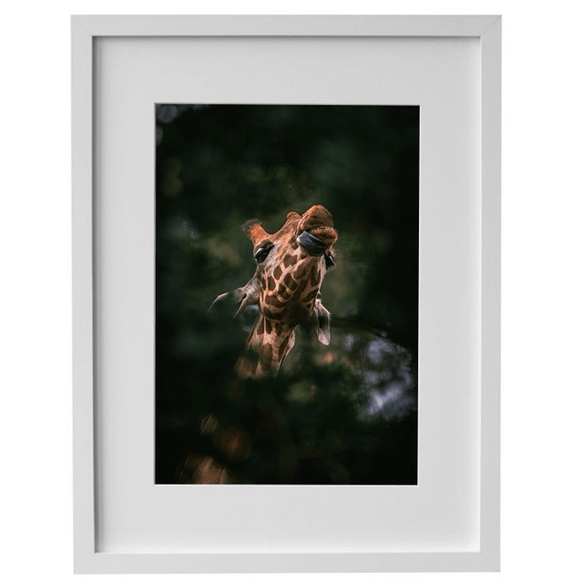 Girafe - Faune