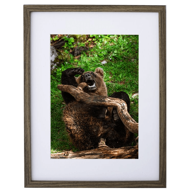 Ours 'Tanie' qui joue - Faune