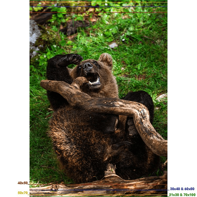 Ours 'Tanie' qui joue - Faune