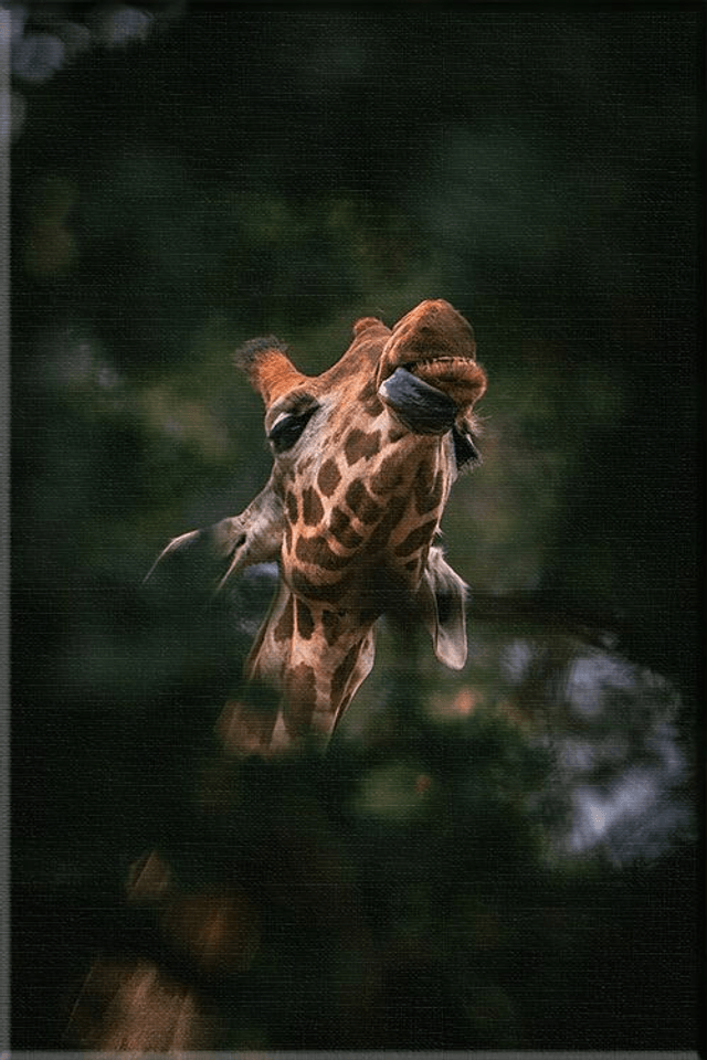 Girafe - Faune - Toile