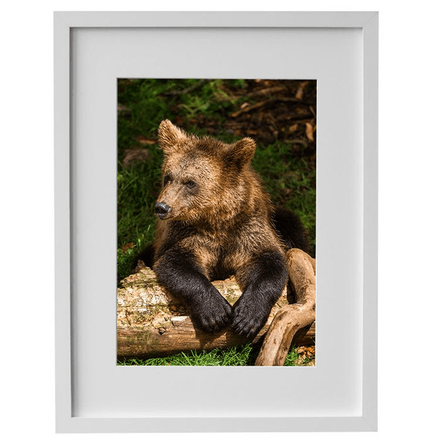 Ours 'Tanie' - Faune