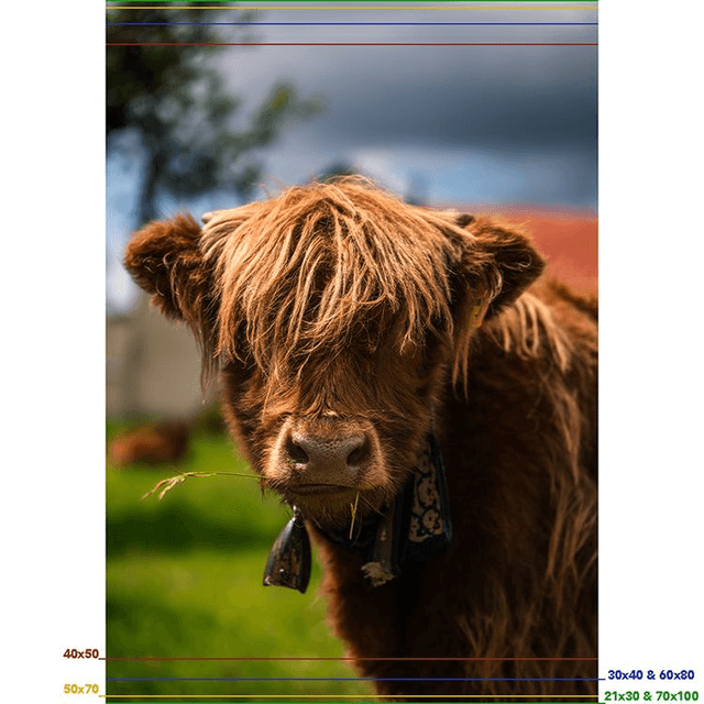 Vachette 'Joe' - Faune