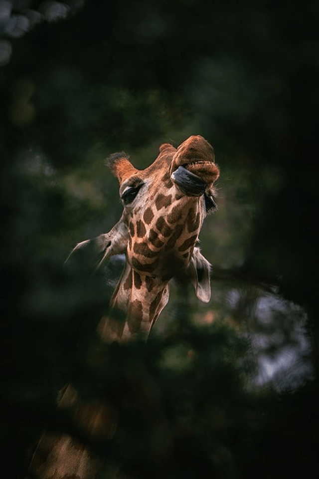 Girafe - Faune