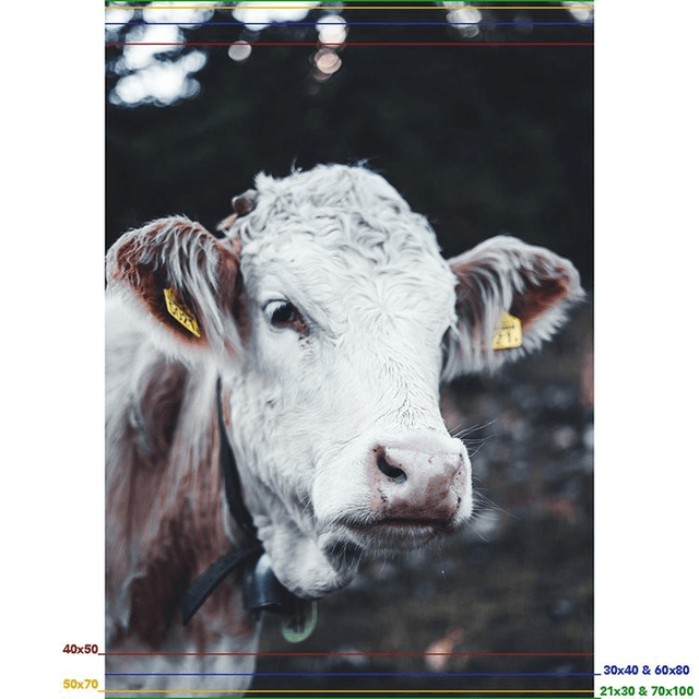 Vache 'Marguerite' - Faune