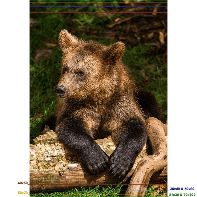 Ours 'Tanie' - Faune