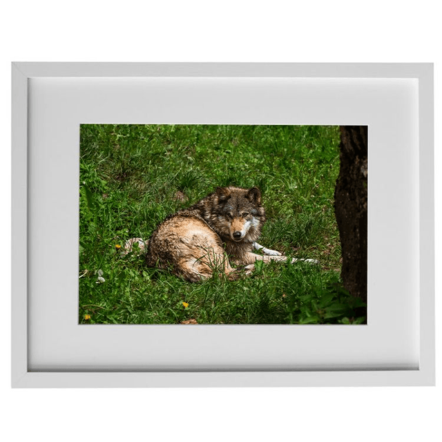 Jeune Loup 'Sky' - Faune