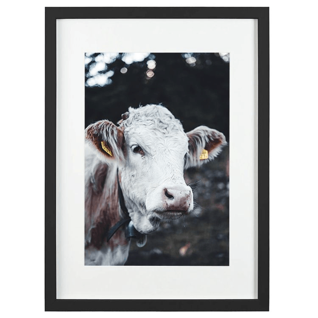 Vache 'Marguerite' - Faune