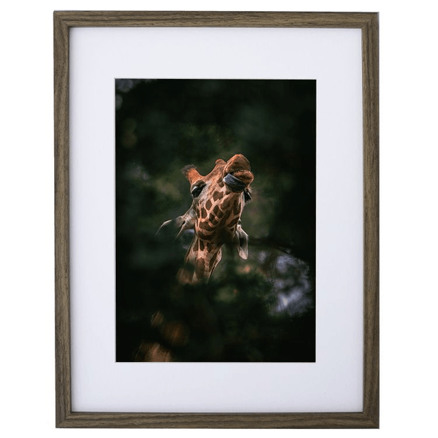 Girafe - Faune