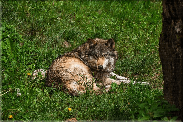 Jeune Loup 'Sky' - Faune - Toile