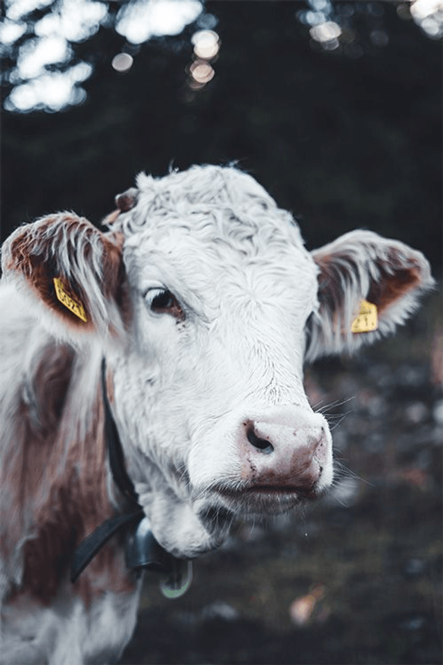 Vache 'Marguerite' - Faune