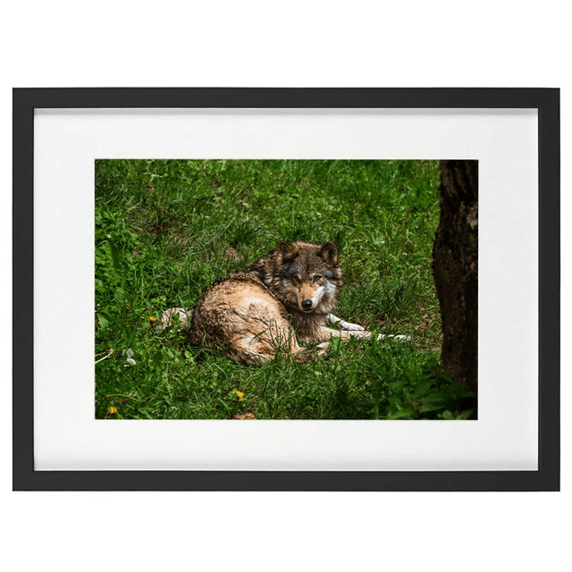 Jeune Loup 'Sky' - Faune
