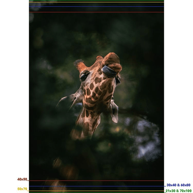 Girafe - Faune