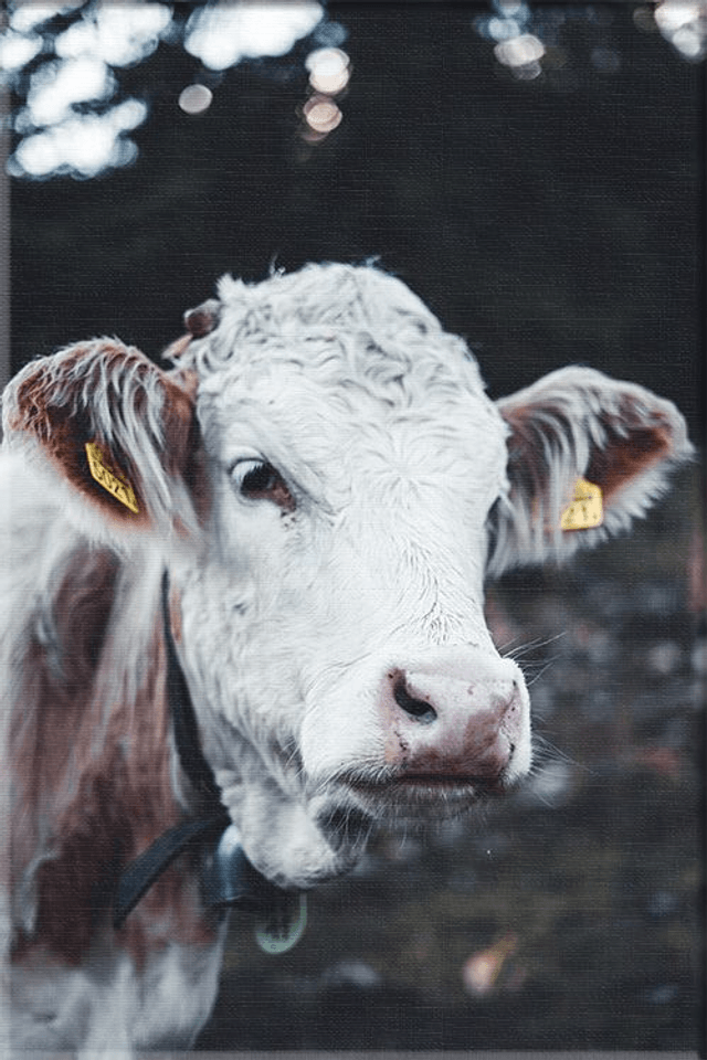 Vache 'Marguerite' - Faune - Toile
