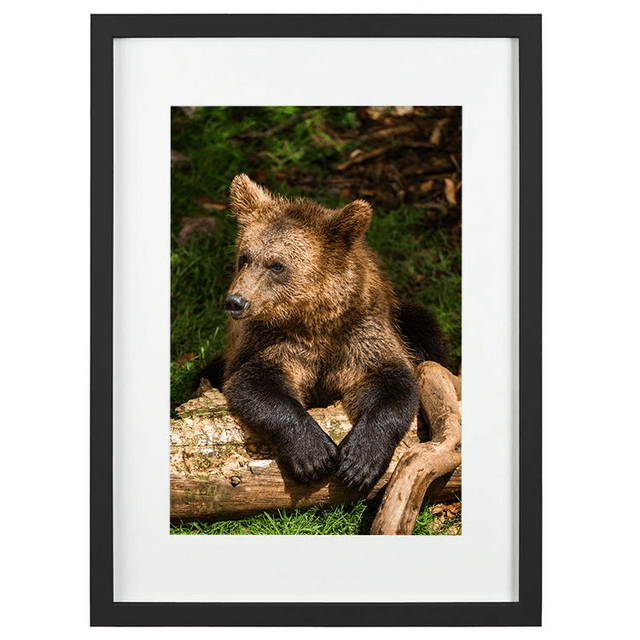 Ours 'Tanie' - Faune