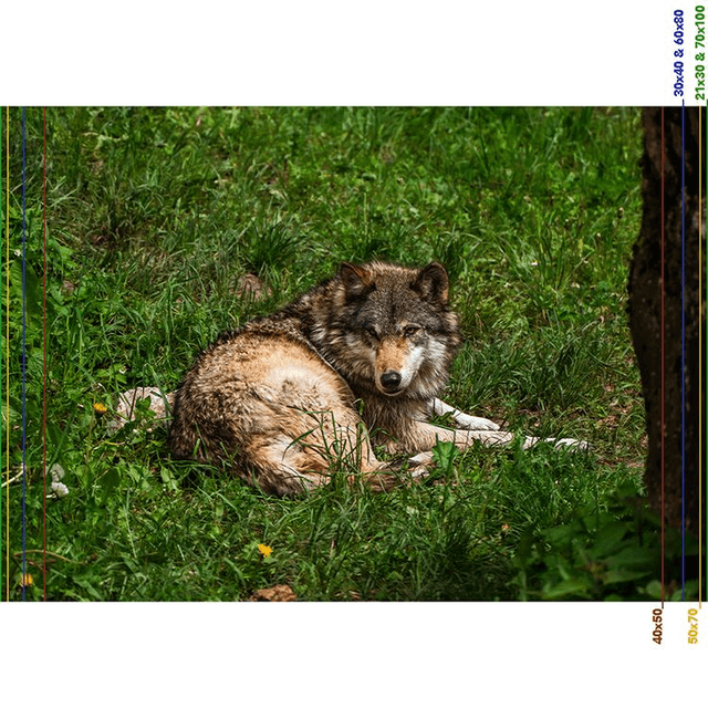 Jeune Loup 'Sky' - Faune