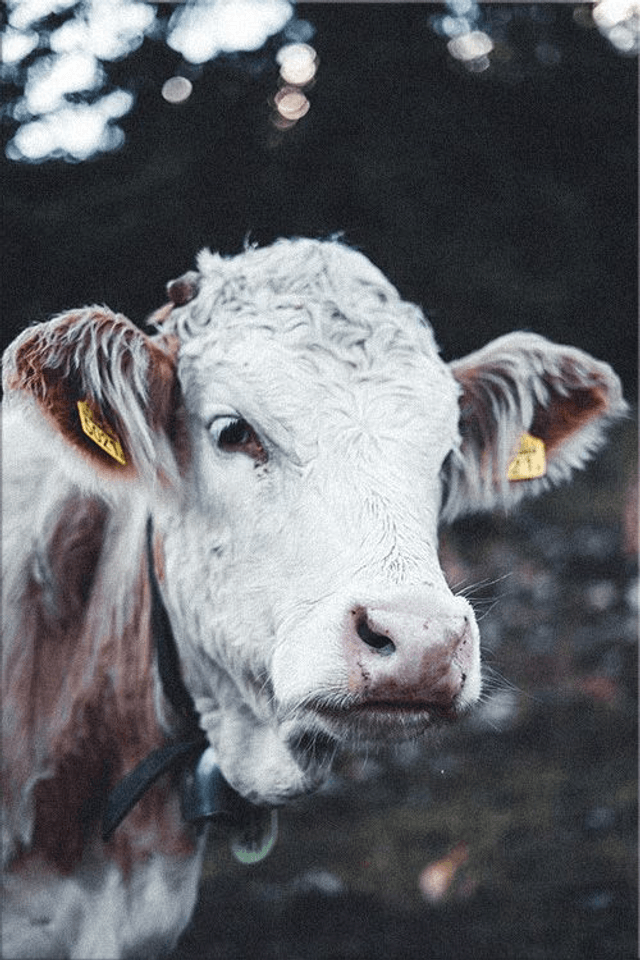 Vache 'Marguerite' - Faune - Aluminium