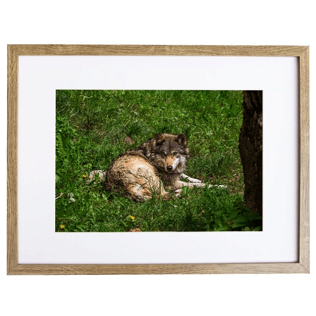 Jeune Loup 'Sky' - Faune