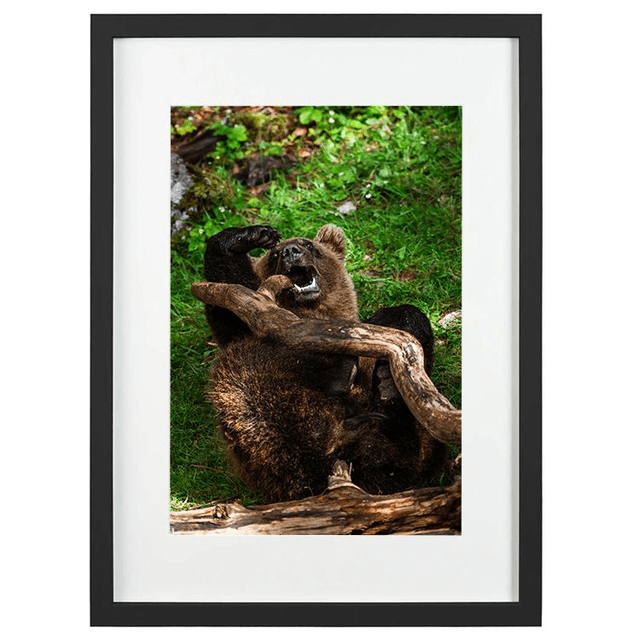 Ours 'Tanie' qui joue - Faune