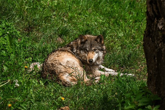 Jeune Loup 'Sky' - Faune