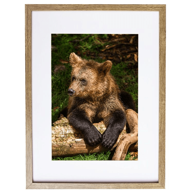 Ours 'Tanie' - Faune