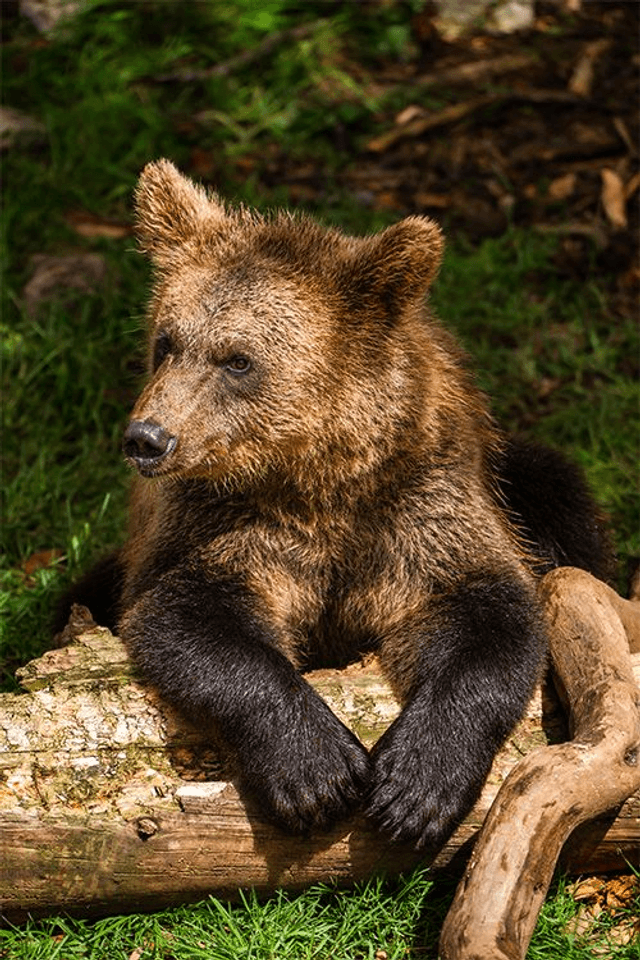 Ours 'Tanie' - Faune