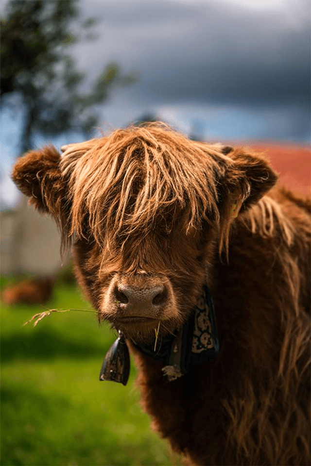 Vachette 'Joe' - Faune