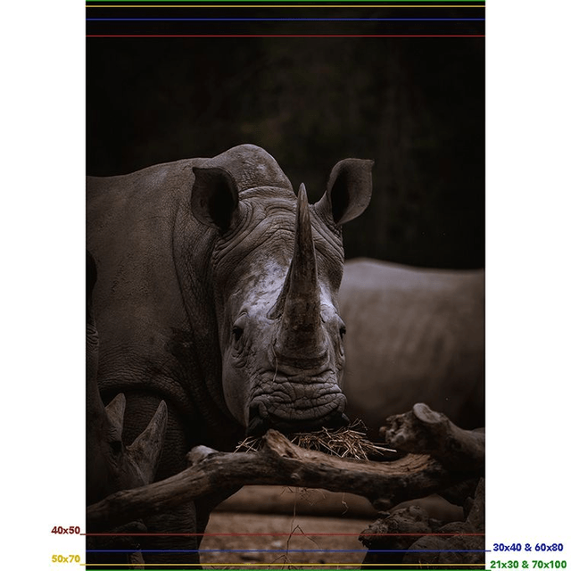 Rhinocéros - Faune