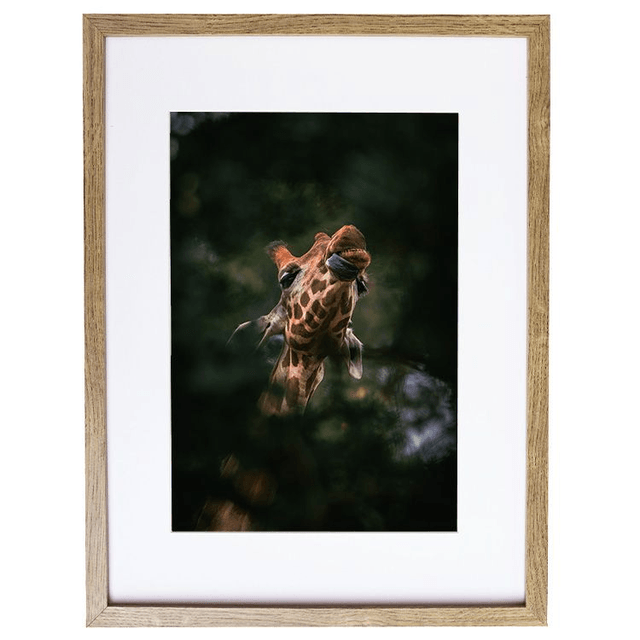 Girafe - Faune
