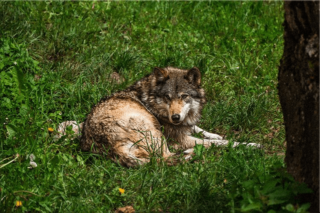Jeune Loup 'Sky' - Faune - Aluminium