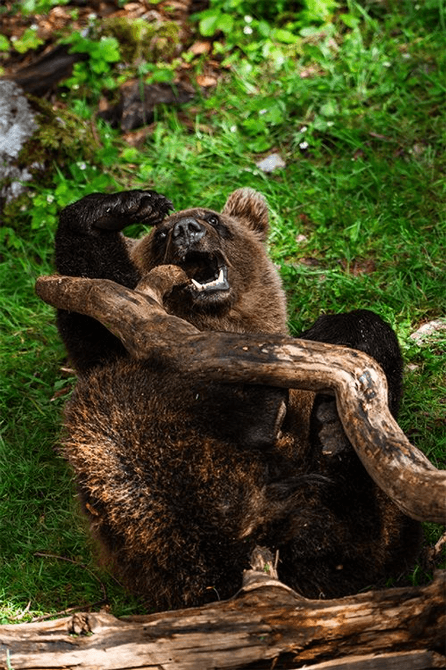 Ours 'Tanie' qui joue - Faune