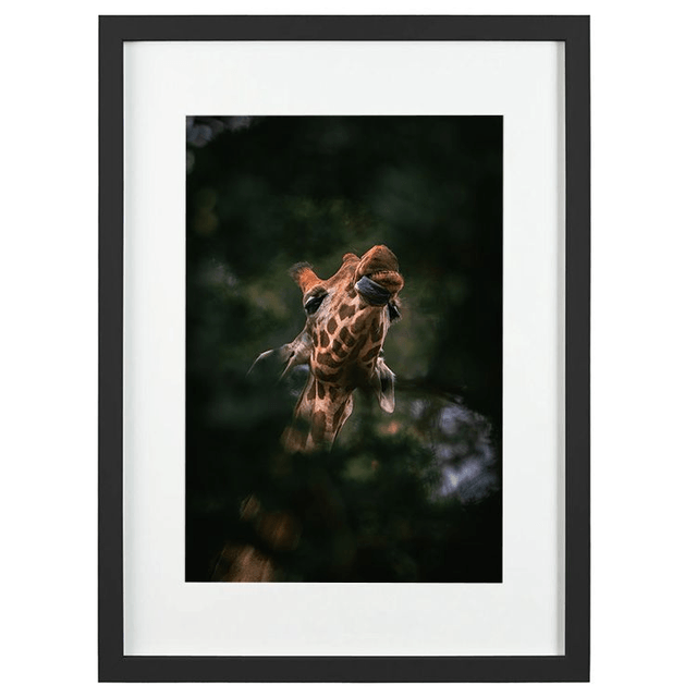 Girafe - Faune