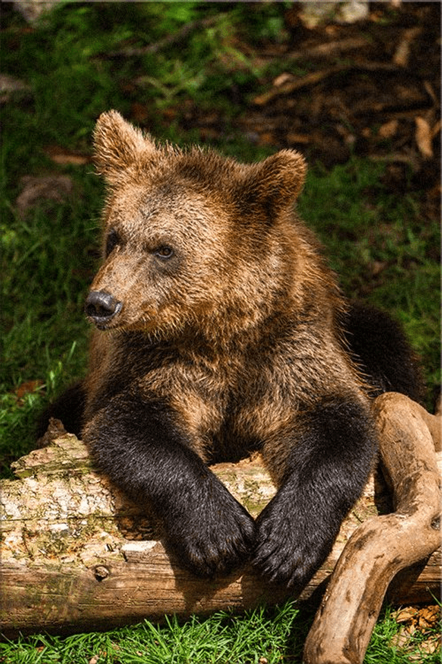 Ours 'Tanie' - Faune - Aluminium