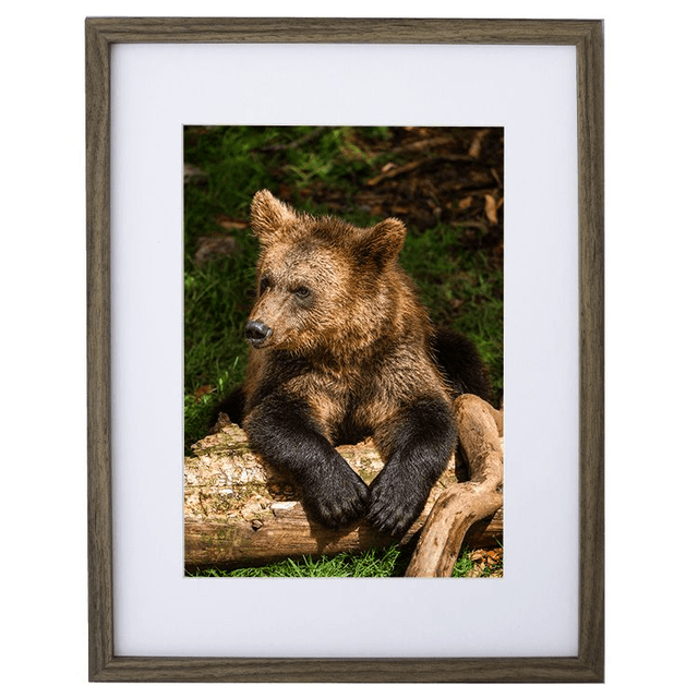 Ours &#039;Tanie&#039; - Faune