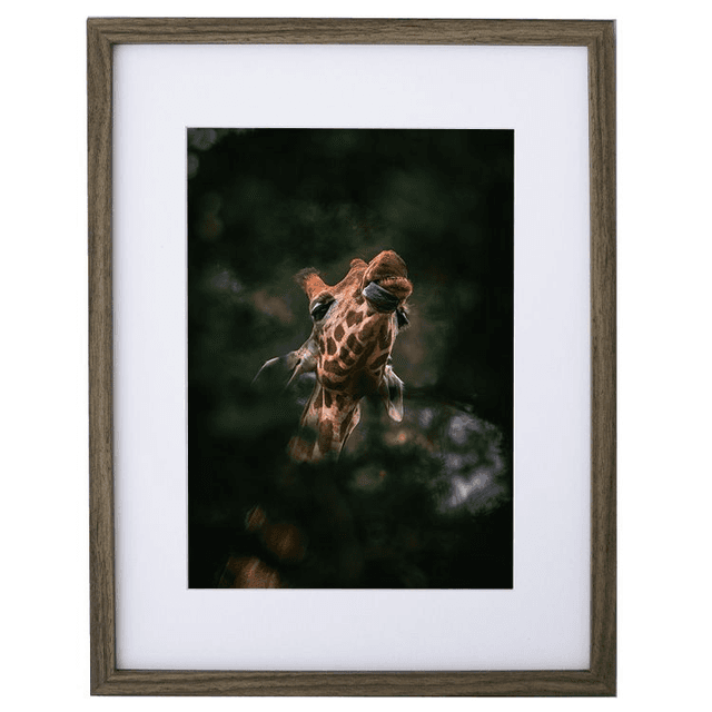 Girafe - Faune