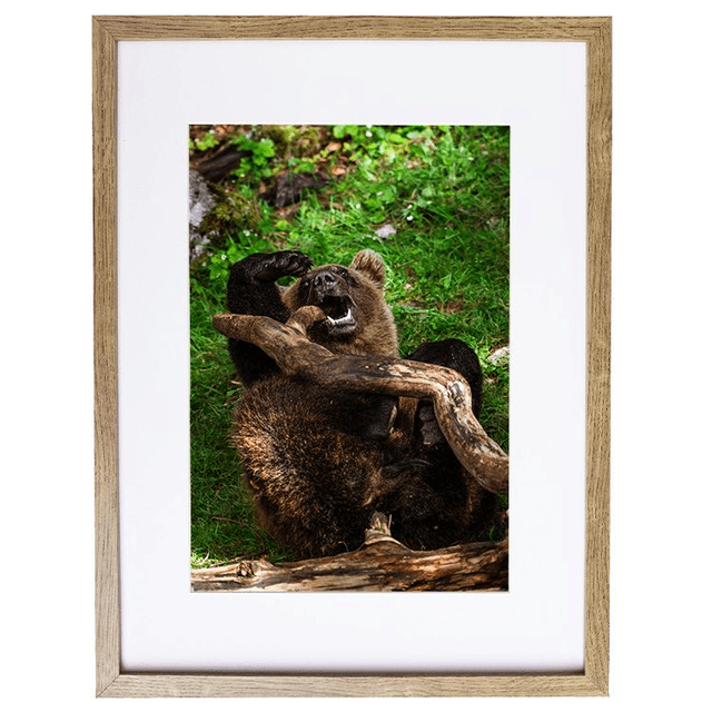 Ours &#039;Tanie&#039; qui joue - Faune